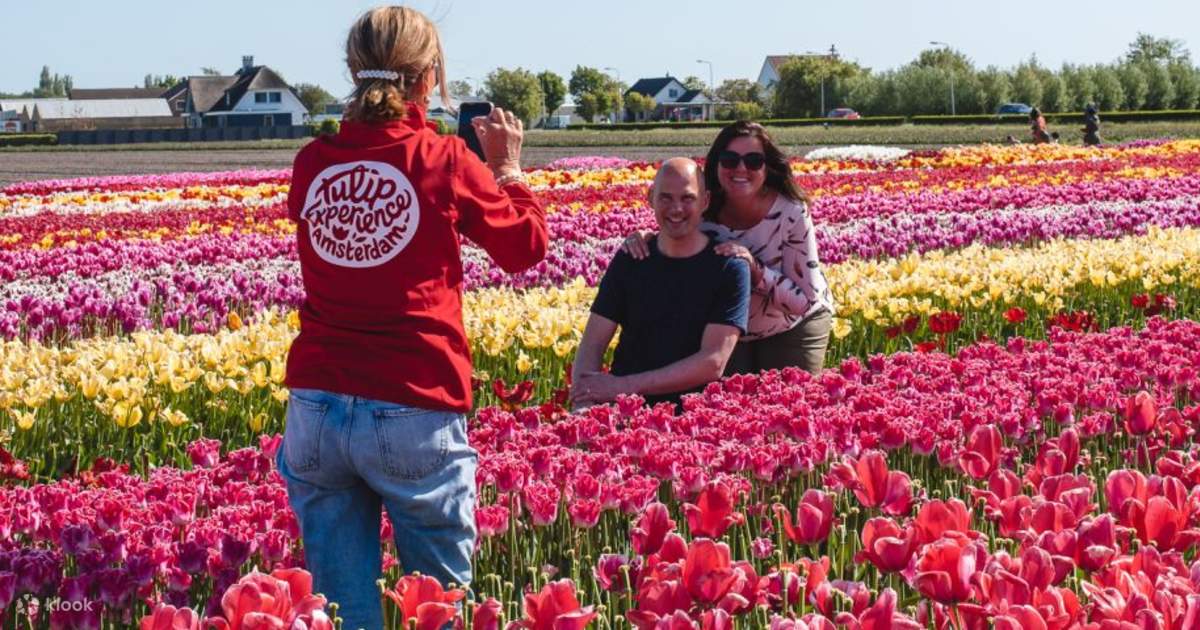 Amsterdam Tulip Festival 2026 Tickets Cecil Daphene